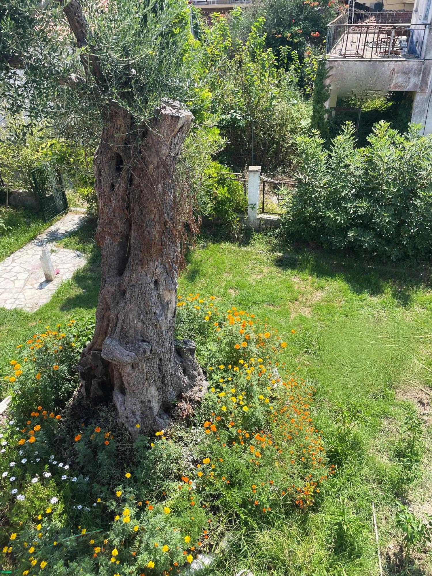 Aurelia Seaside Apartment Kávos المظهر الخارجي الصورة